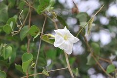 Rivea hypocrateriformis